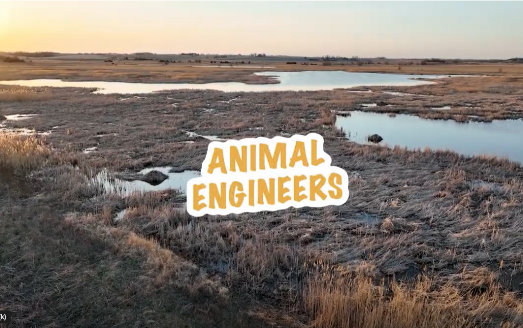 Animal engineers video screen grab