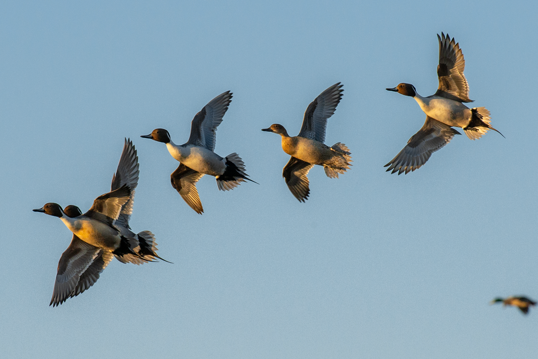 Waterfowl hunter feedback sought on duck and goose zones