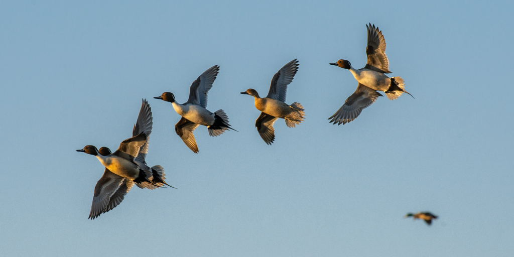 Pintail ducks from side view in front of a cloudless blue sky