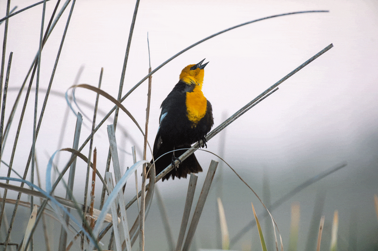 yellow-headed blackbird in front of a gray sky