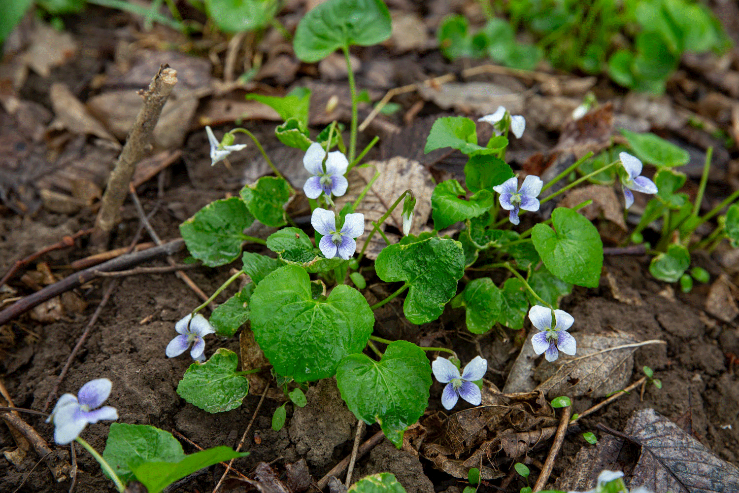 woodland violets on the ground