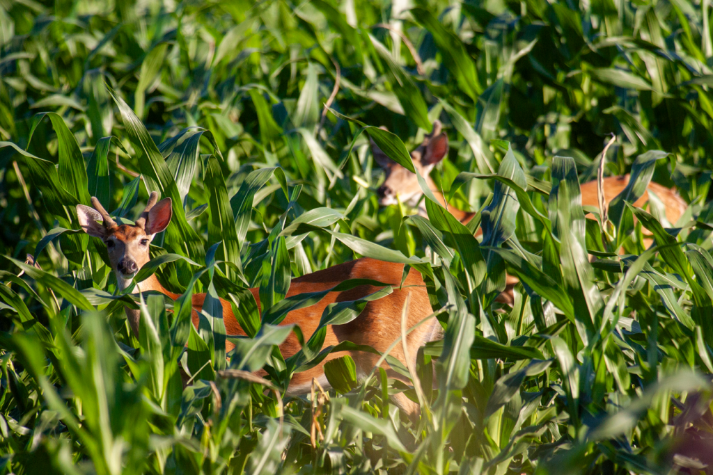 white-tailed deer stand in green corn fields as tall as they are