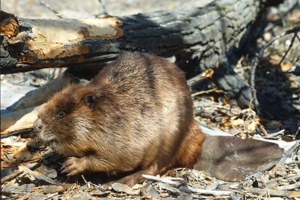 An American beaver sits next to a downed tree it has been gnawing on near the North Platte River in Nebraska.