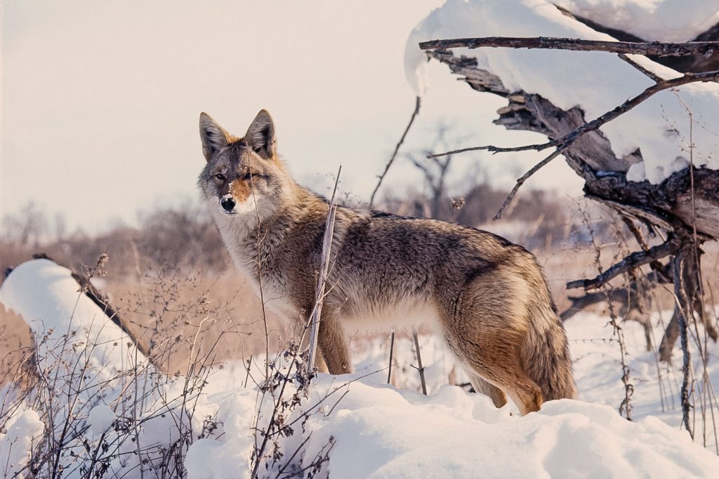 A coyote stands on a snow covered log.