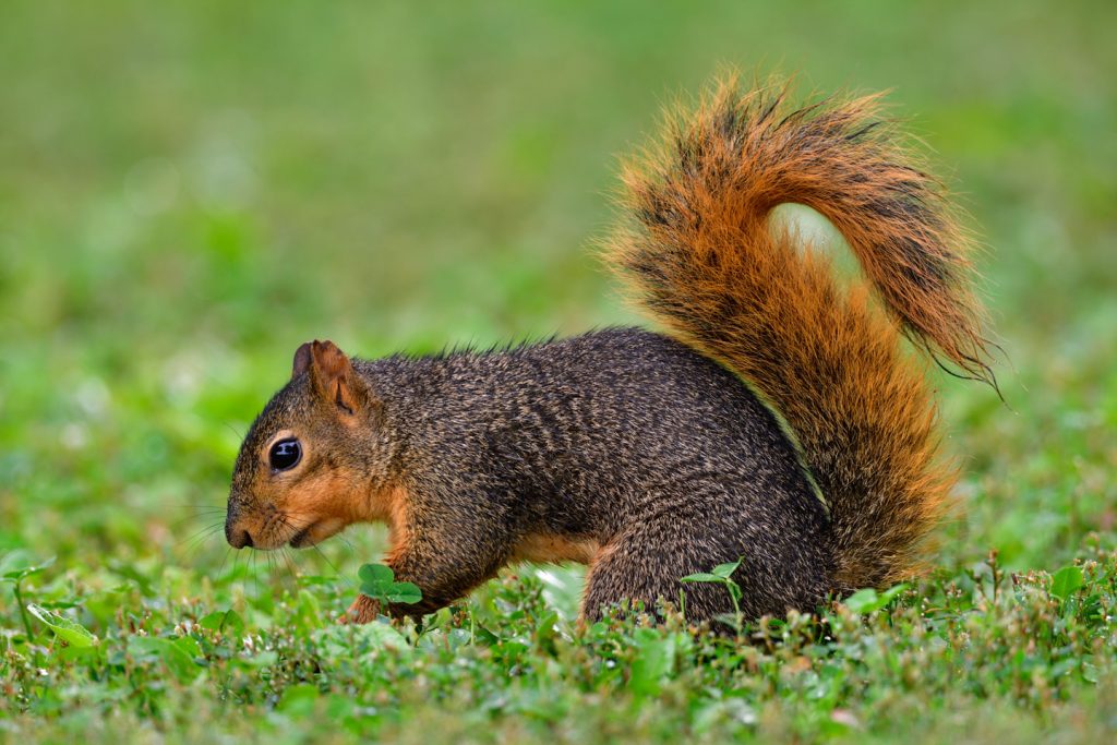 A fox squirrel forages through green vegetation.