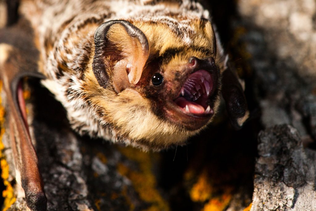 A hoary bat huddles in the bark of a cottonwood tree.