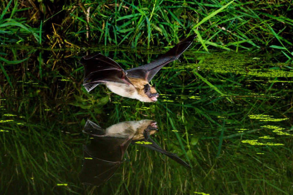 A big brown bat flies in for a drink from a spring-fed creek while its reflection mirrors the water