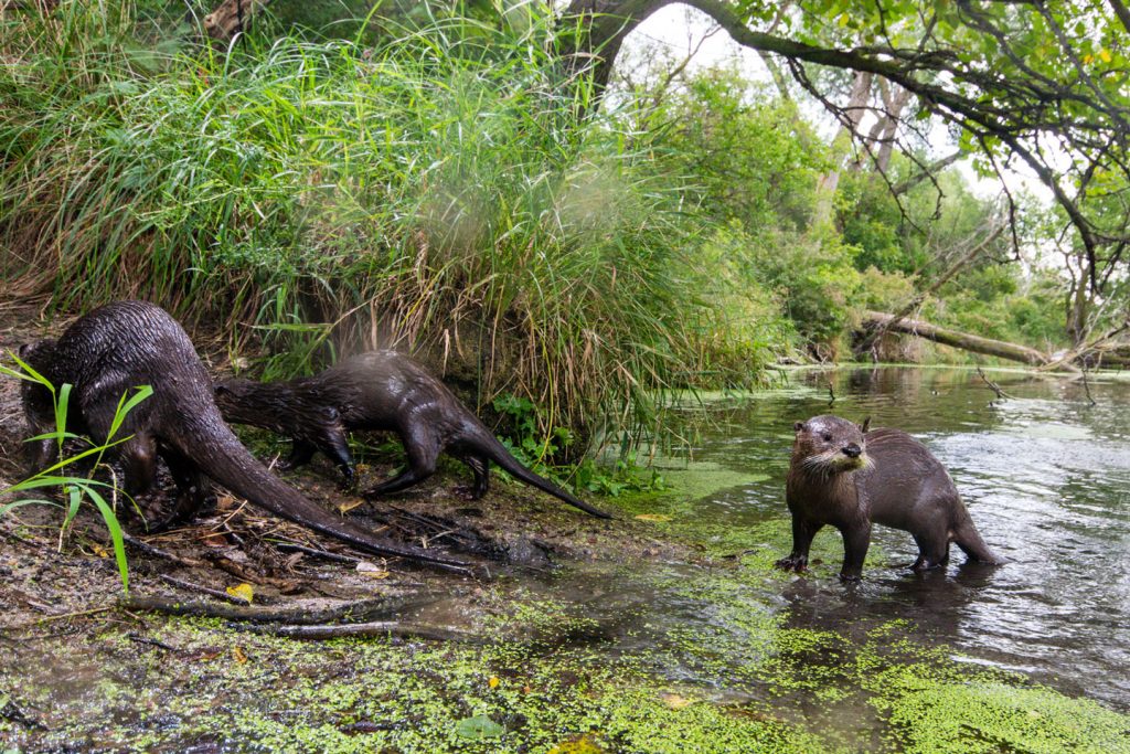 A family of river otters walks along a grassy riverbank.