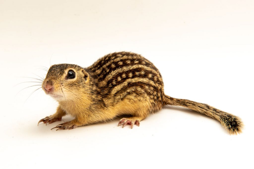 Close-up of a thirteen-lined ground squirrel.