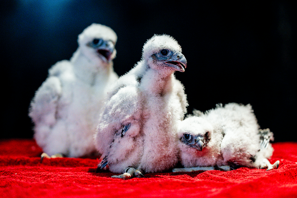 Capitol peregrine chicks receive names
