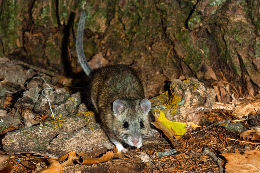 A Bailey's eastern woodrat in a forest.