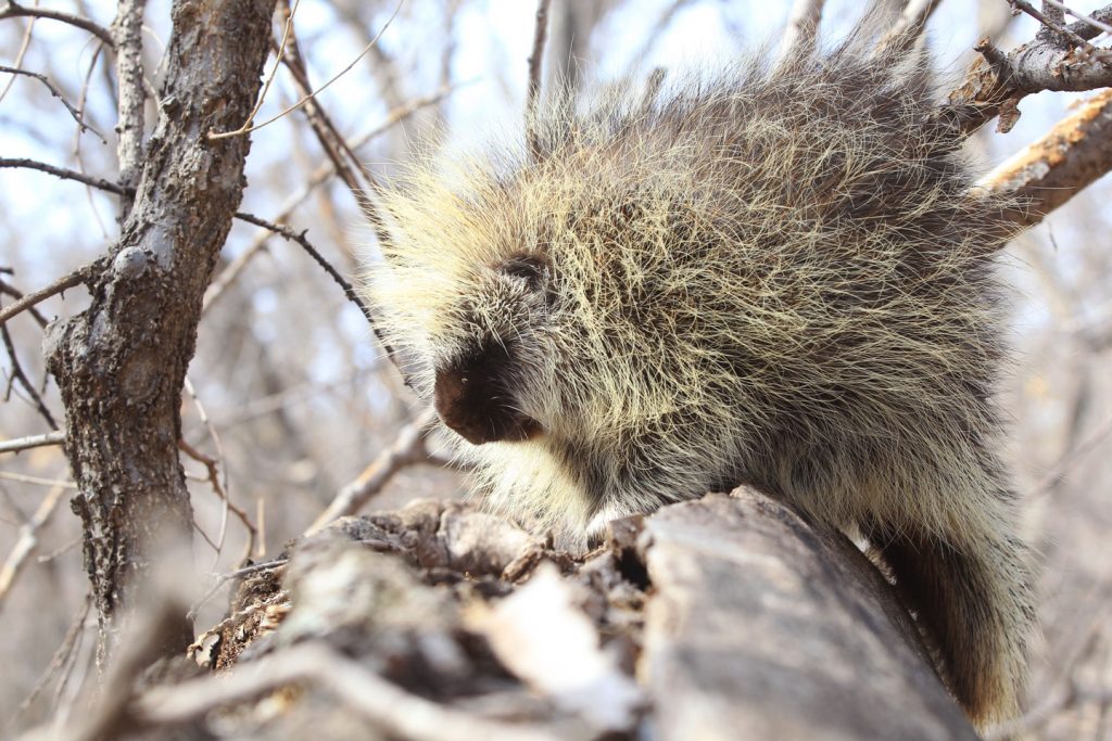 A porcupine sitting on a tree branch