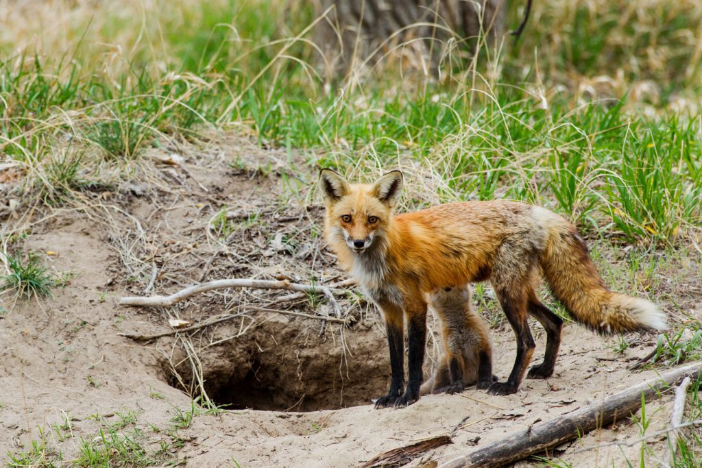 A red fox stands outside its den in a wooded area