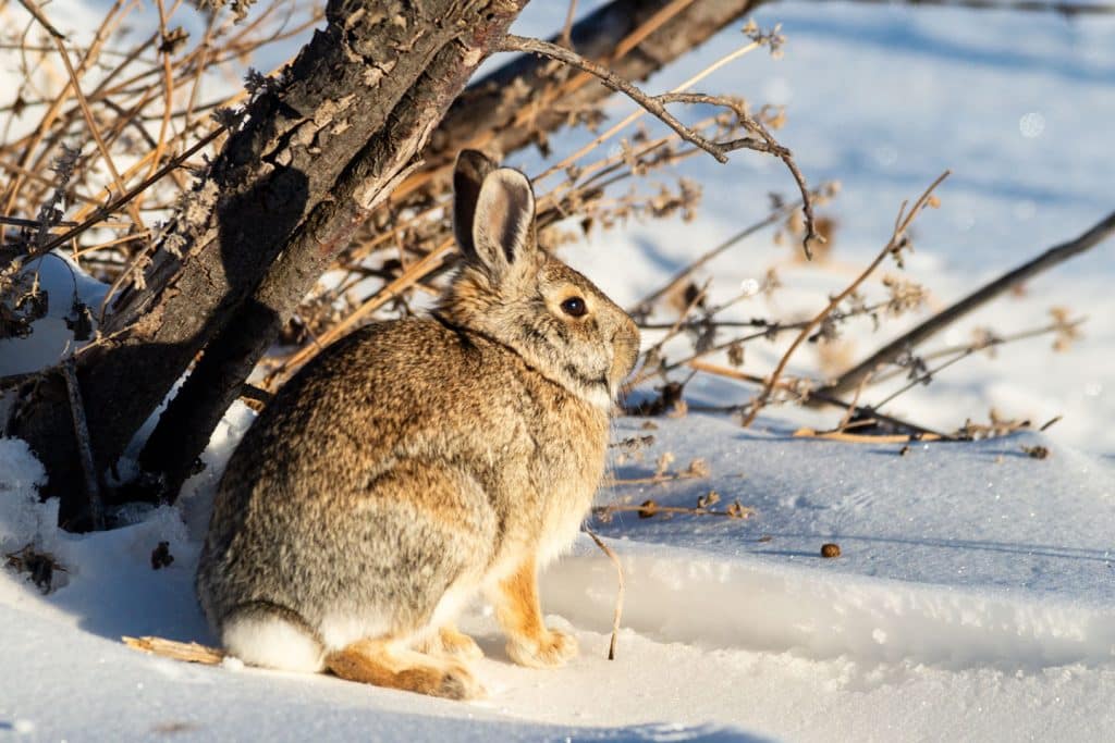 An eastern cottontail stands near cover on a snowy landscape.