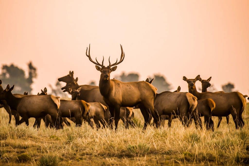 A herd of elk moves through a pasture with a pink sky in the background.