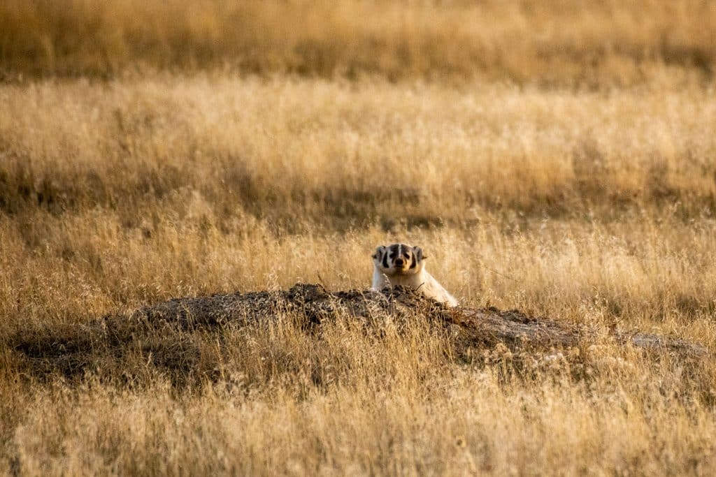 An American badger pops its head out of a borrow in a prairie dog colony in Nebraska.