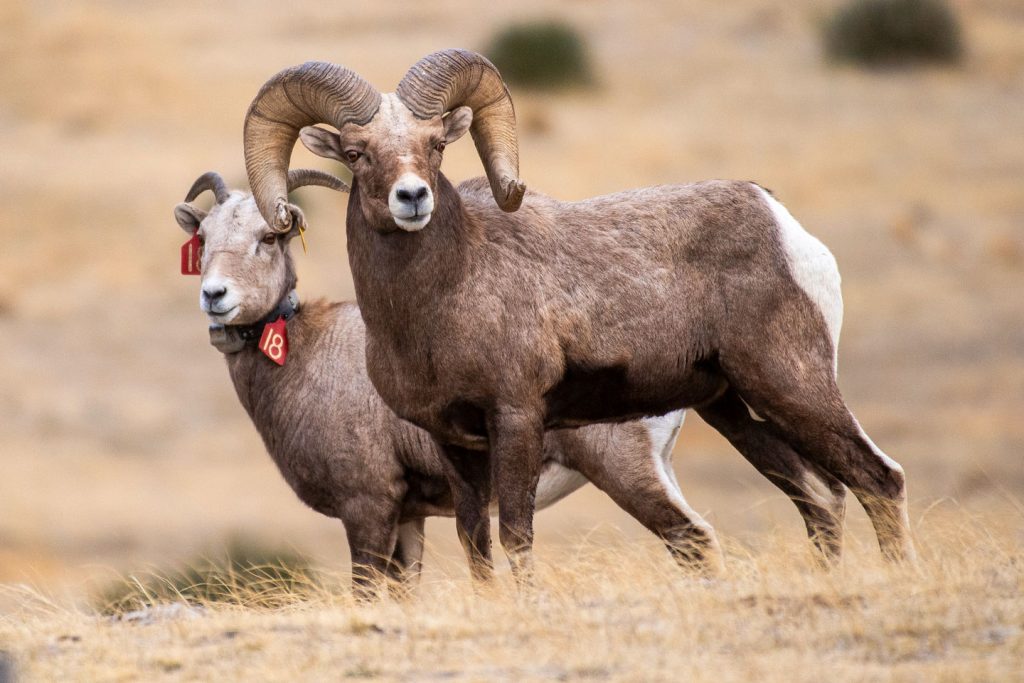 Adult bighorn sheep ram and ewe stand by each other in a field.