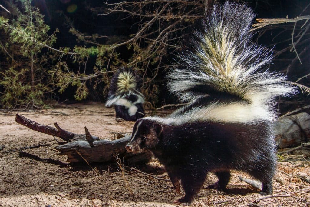 Two striped skunks wander through a forested area at night.