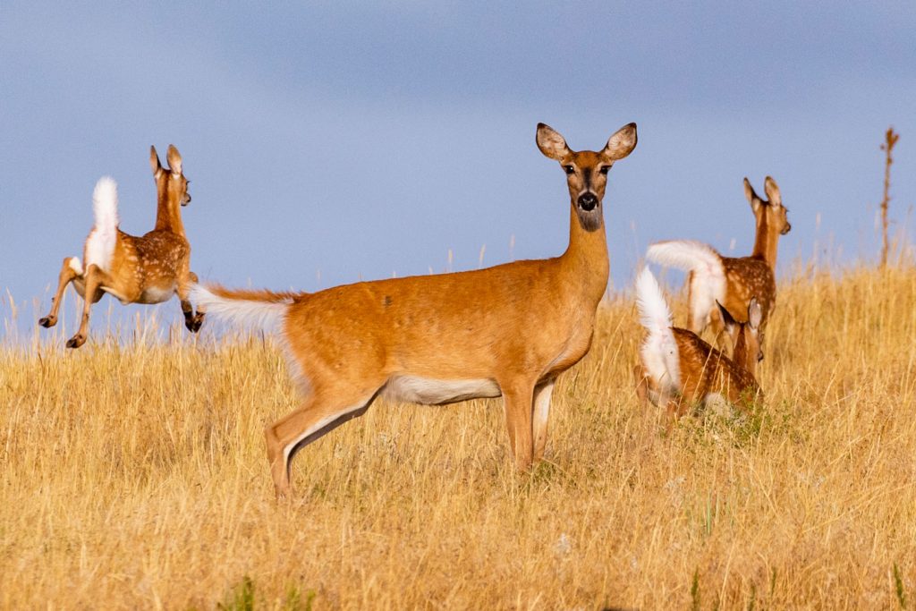 A white-tailed doe deer and her three fawns prance through a golden prairie.
