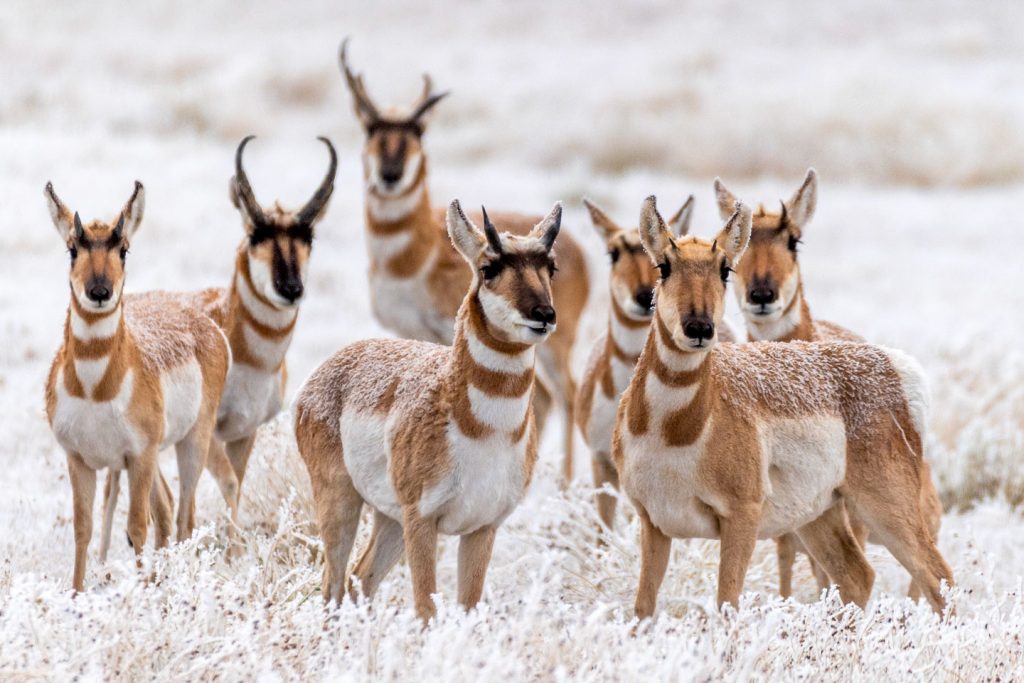A herd of pronghorn on frost-covered grassland.