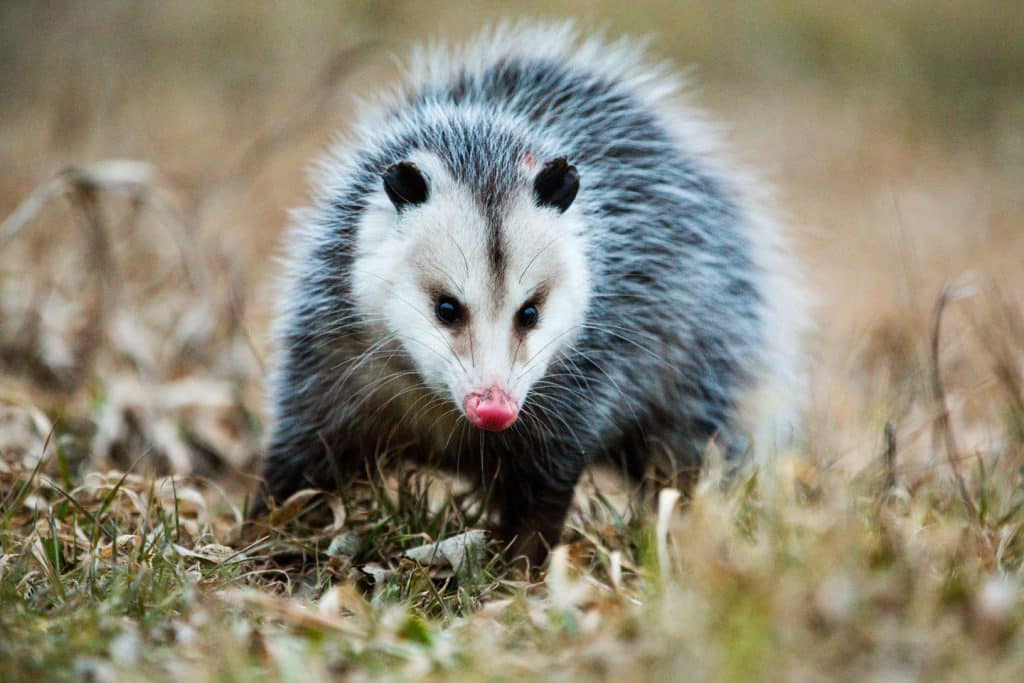 A Virginia opossum walking in grass.