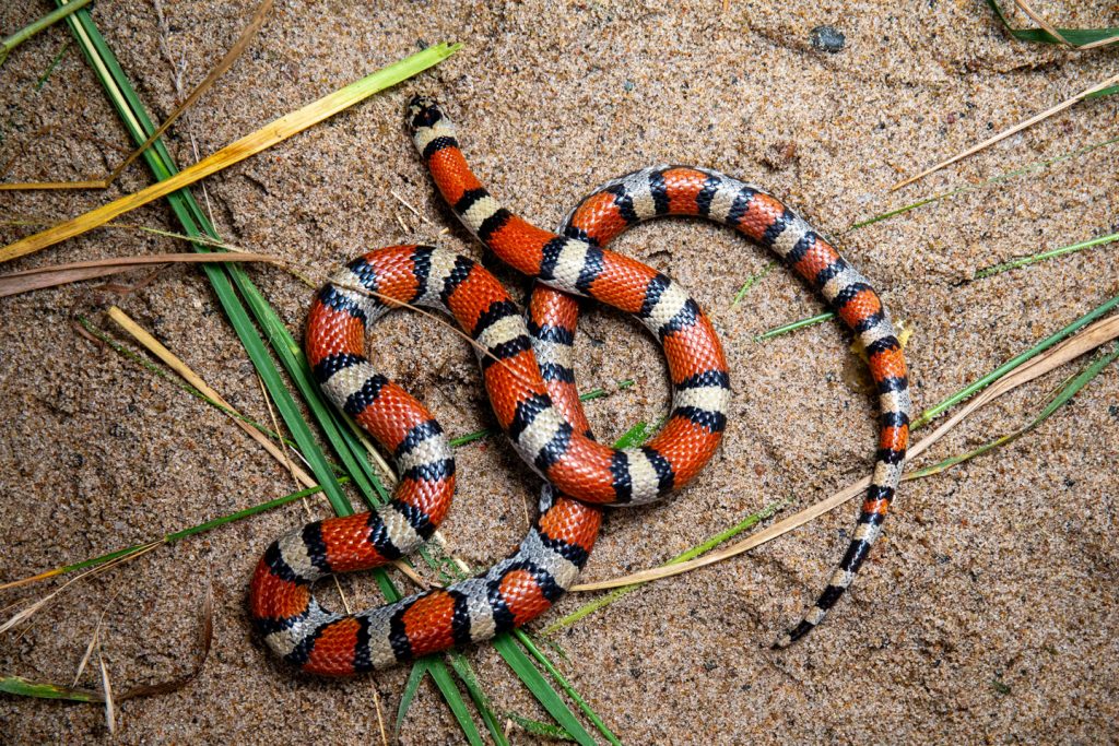 A plains milk snake from above on sandy ground