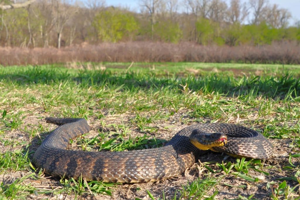 Close-up of a diamond-backed water snake with its tongue sticking out while slithering through grass in Nebraska