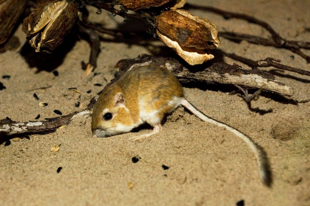 An Ord's kangaroo rat on sandy ground in a forested area.
