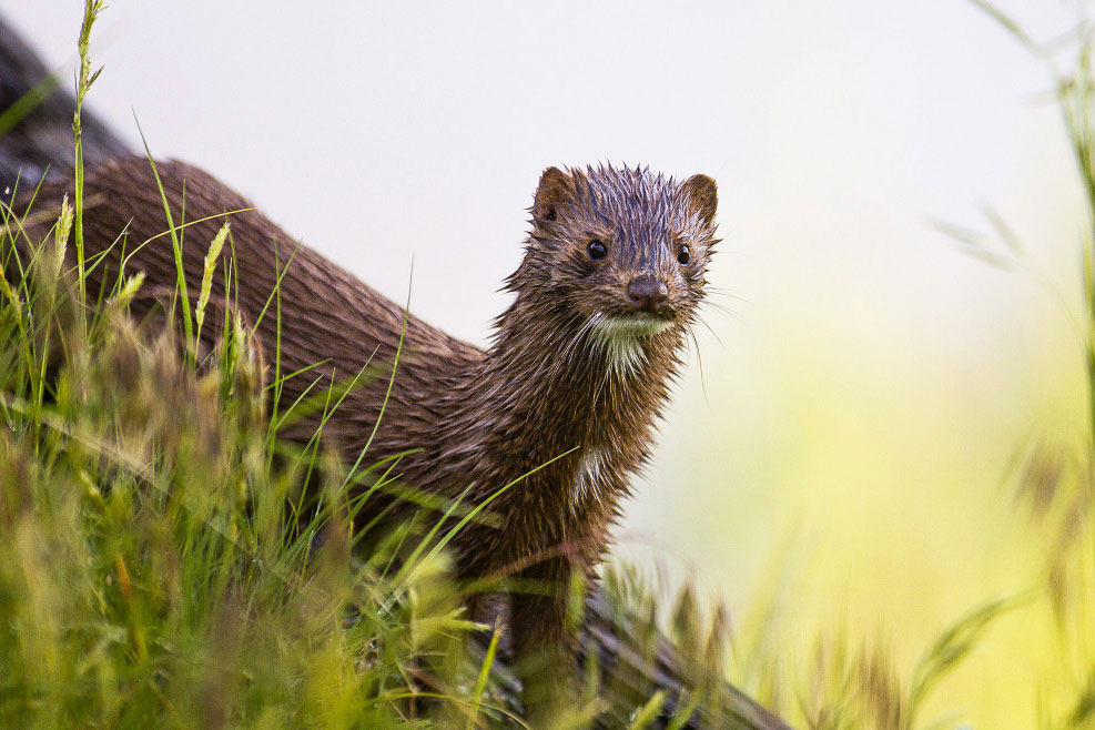 A wet American mink slinks through grass along the edge of a river bank.