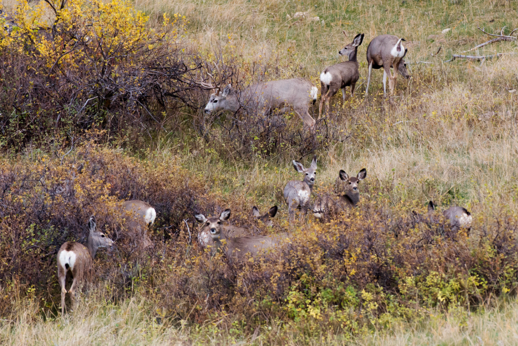 A group of mule deer forage in a thicket during fall.