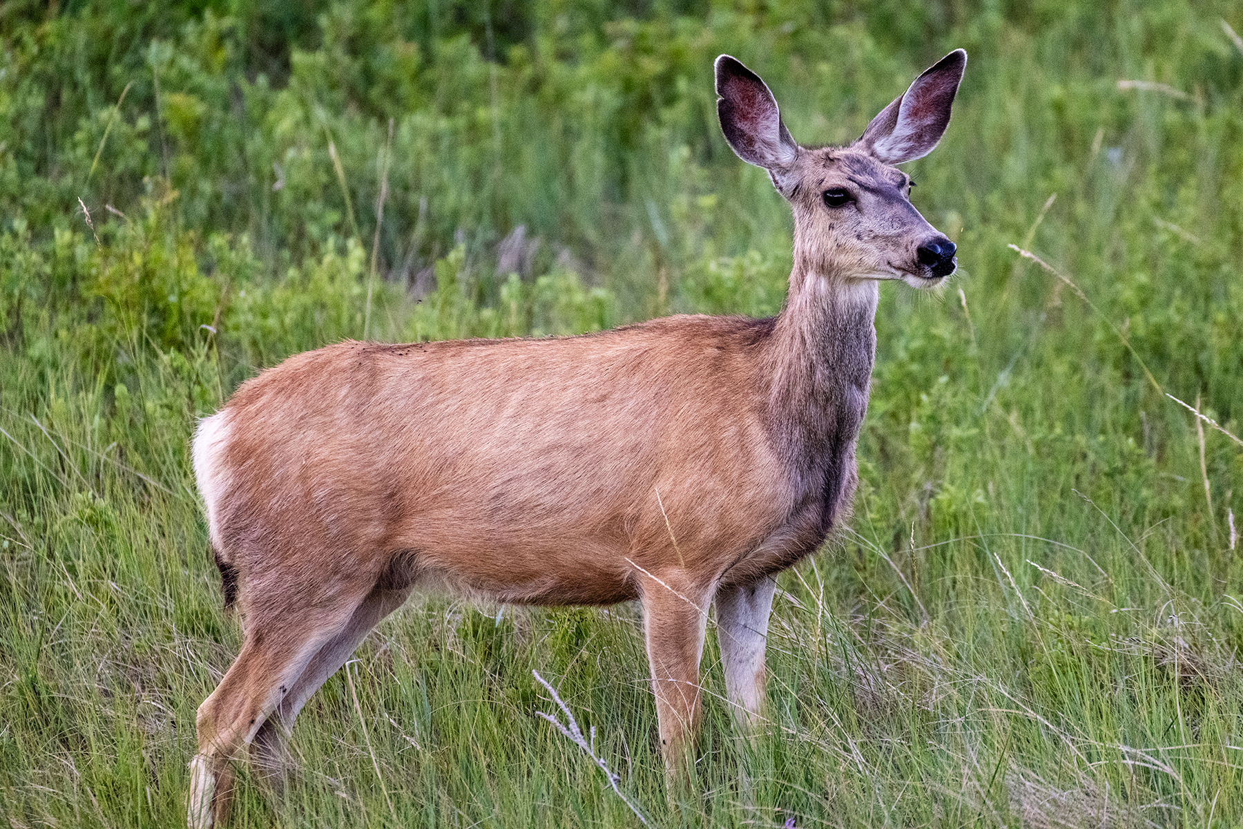 Read More: Public asked to report dead, sick big game animals