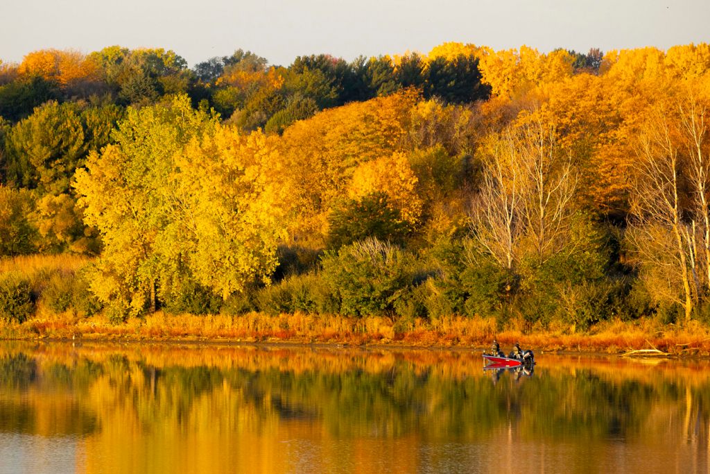 A tree line of vibrant yellow and orange trees is reflected in a lake