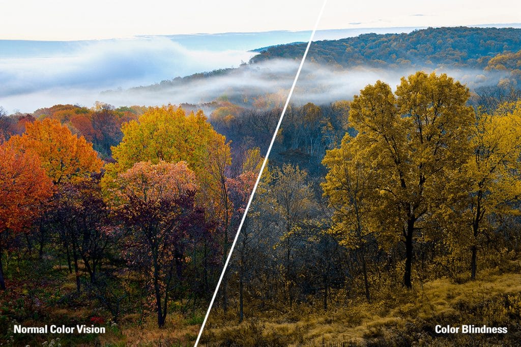 Trees at Indian Cave are shown on a split screen with the left side in full color and the right side displaying their appearance to people with red-green color blindness.