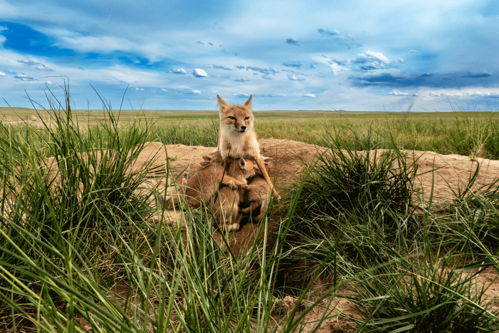 A female swift fox keeps a watchful eye on her surroundings while nursing her pups near the den.