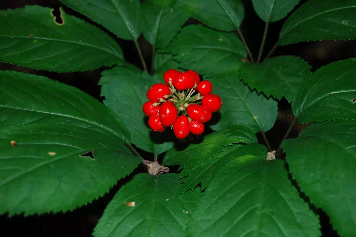 American Ginseng