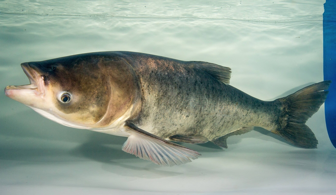 A bighead carp