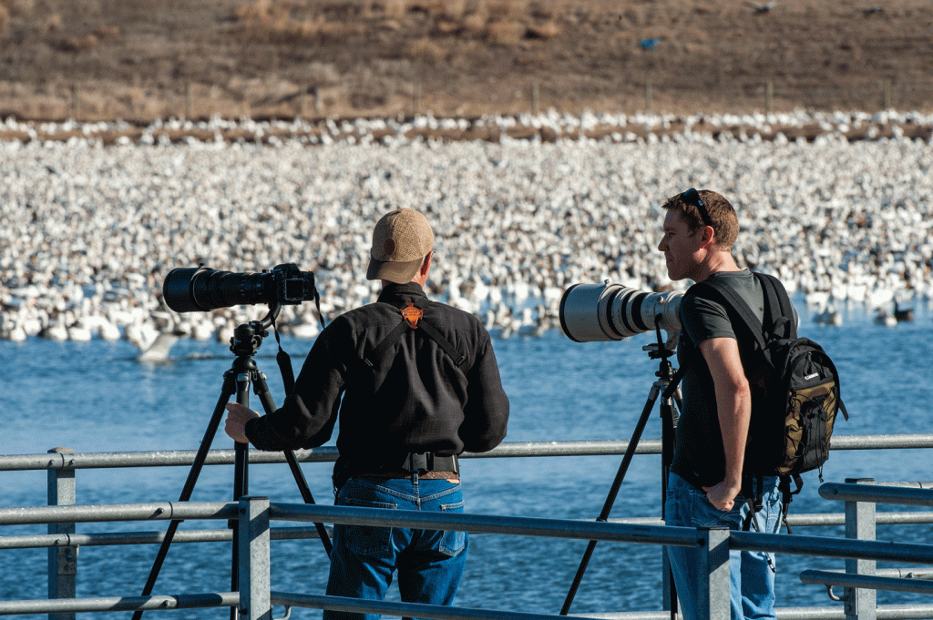 two men have large cameras on tripods near a lake covered in white waterfowl