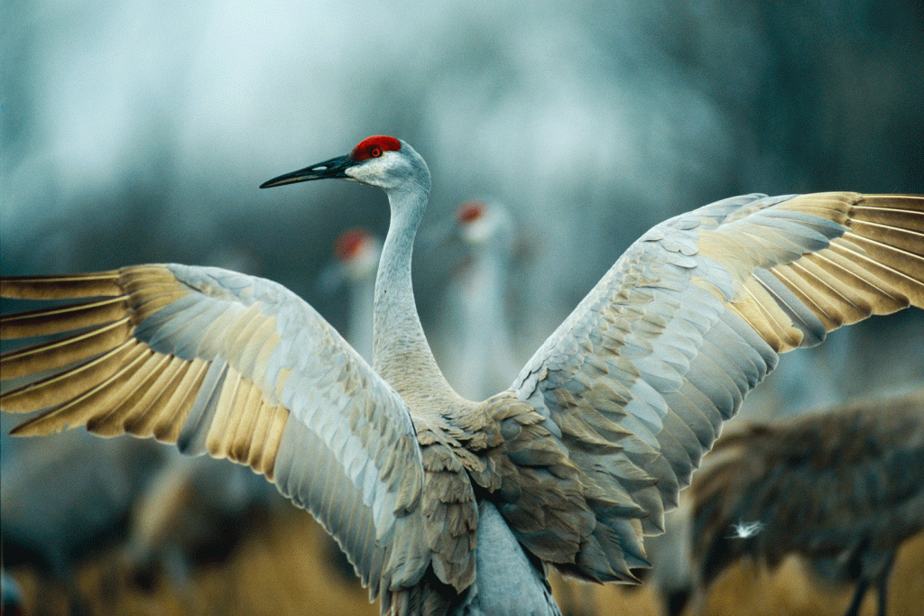 a sandhill crane spreads its wings