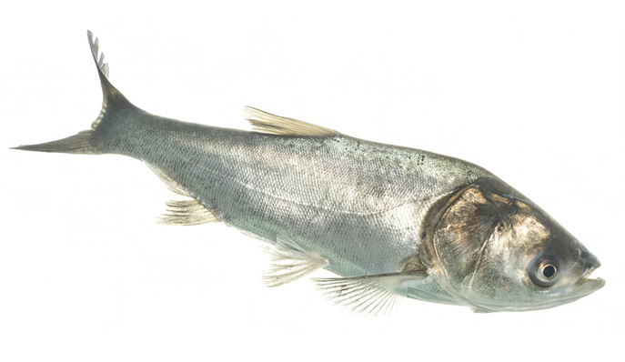 A silver carp