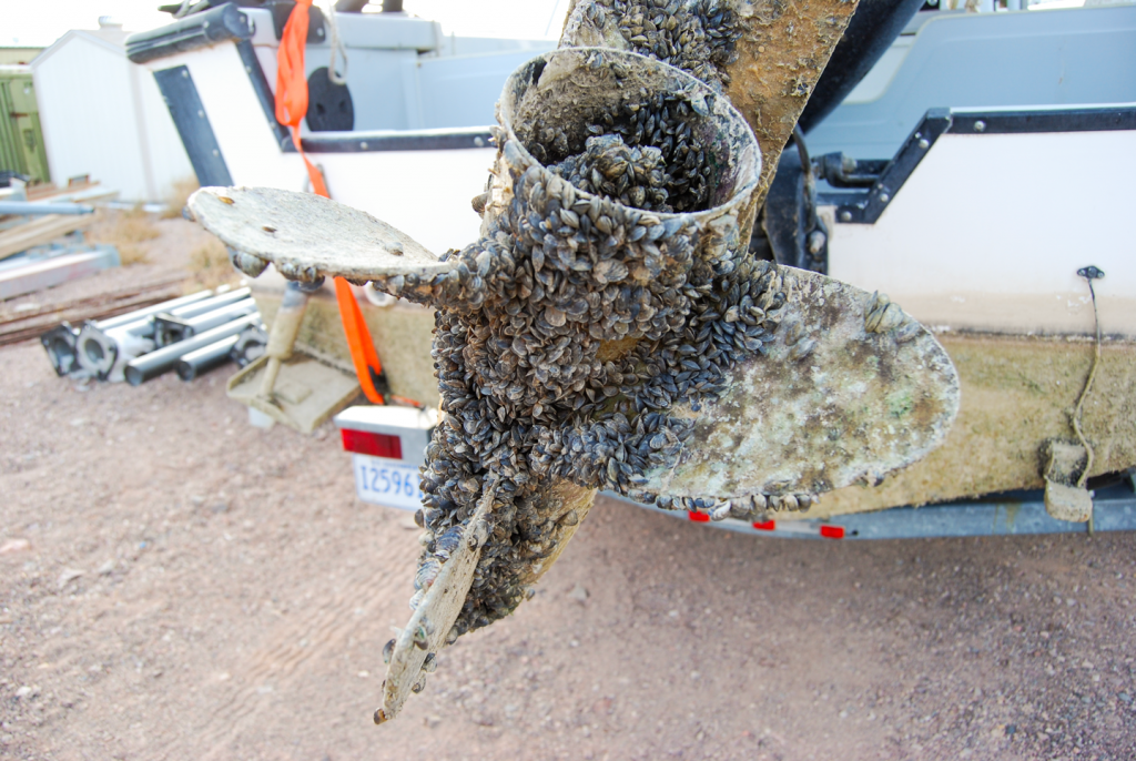 Hundreds of zebra mussels attached to a boat motor