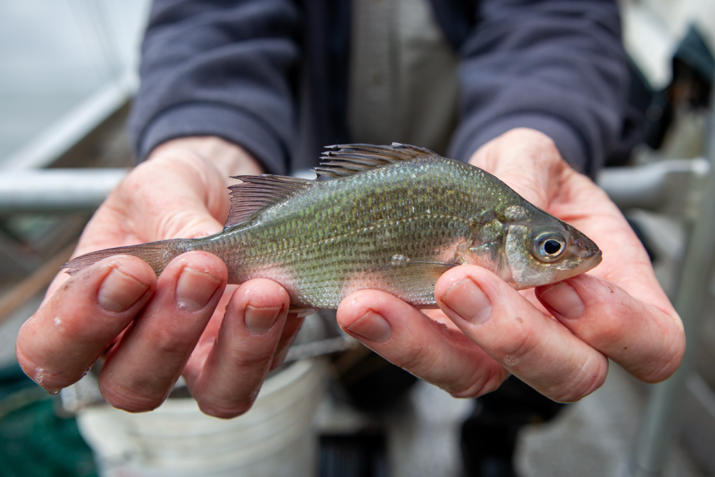 Hands hold a small white perch.