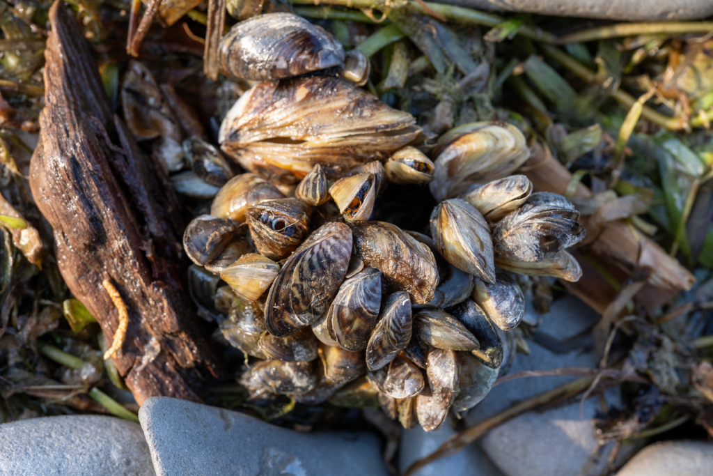 A cluster of invasive zebra mussels on a rocky shoreline.