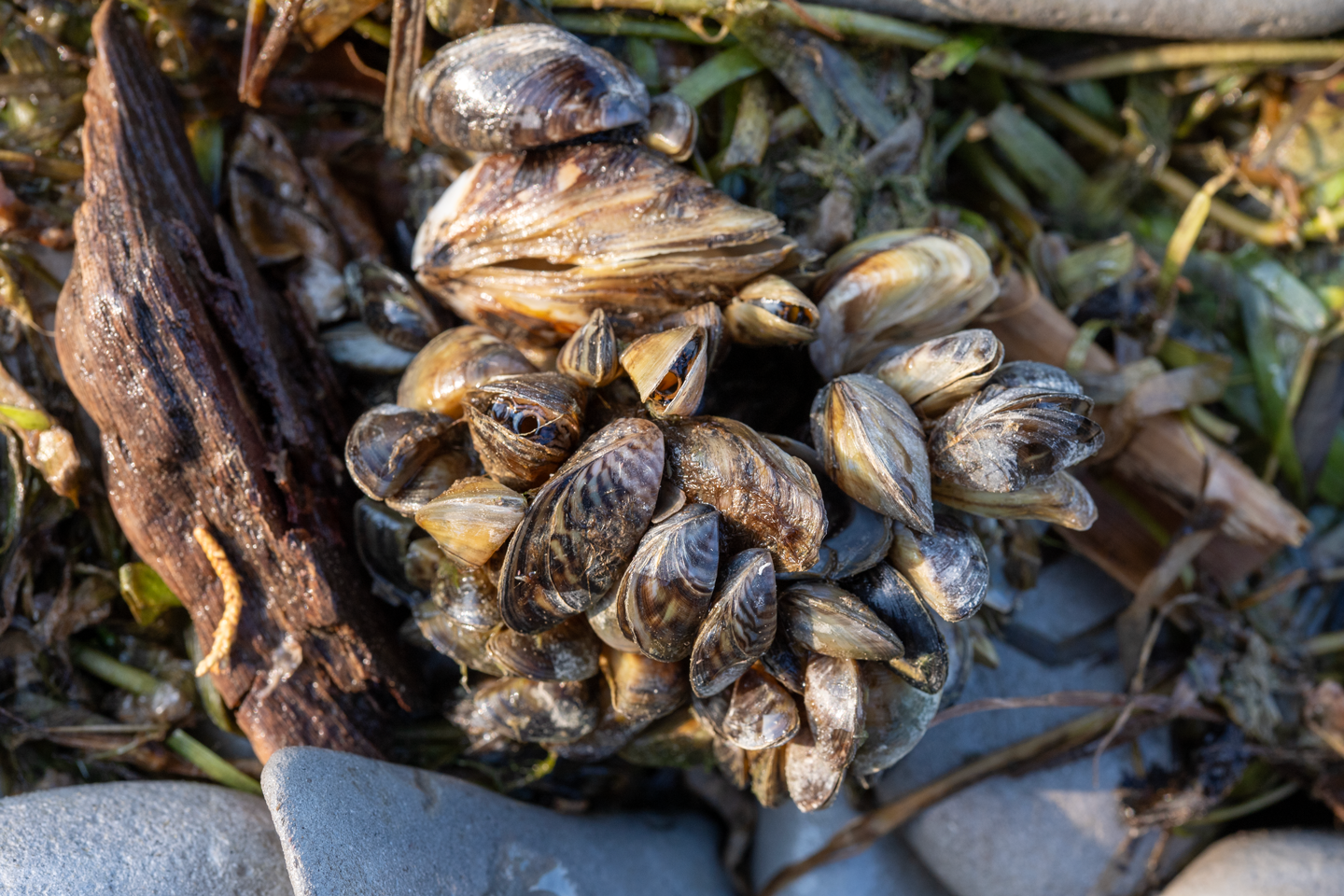 Clean, Drain and Dry to help stop aquatic invasive species