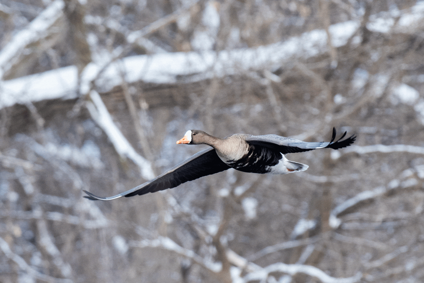 Use caution near areas of migrating birds