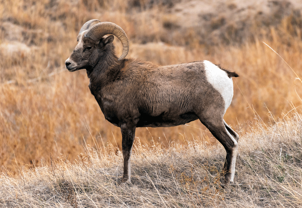 Bighorn sheep management hunt applications begin Dec. 31 | Nebraska ...