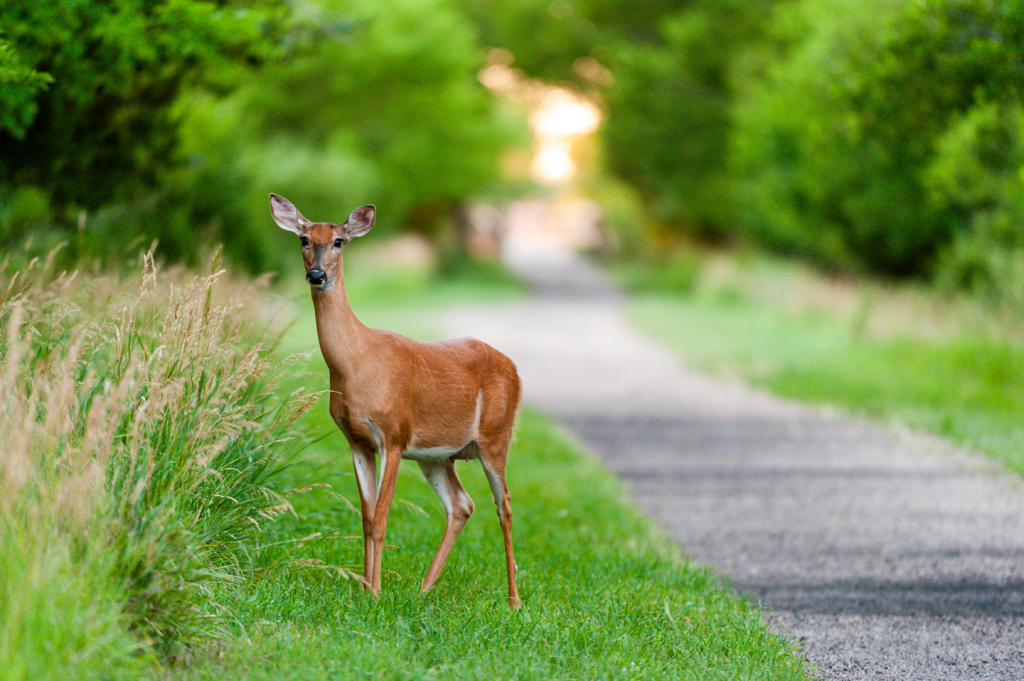 A white-tailed doe walks across a walking path at a park during summertime.