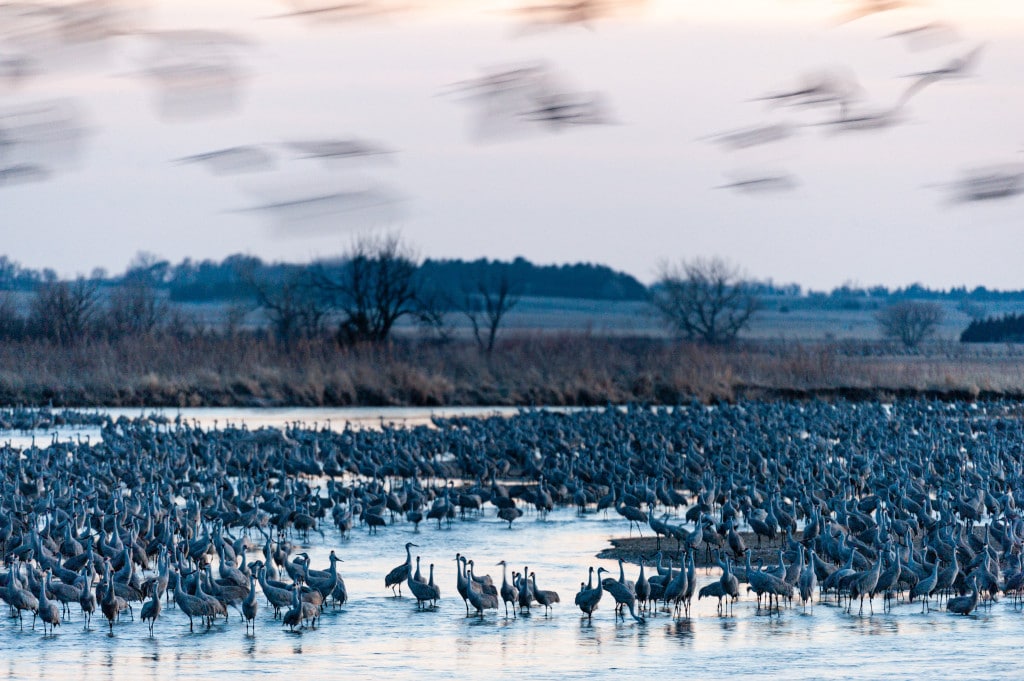 Thousands of sandhill cranes roost at dusk on the Platte River.