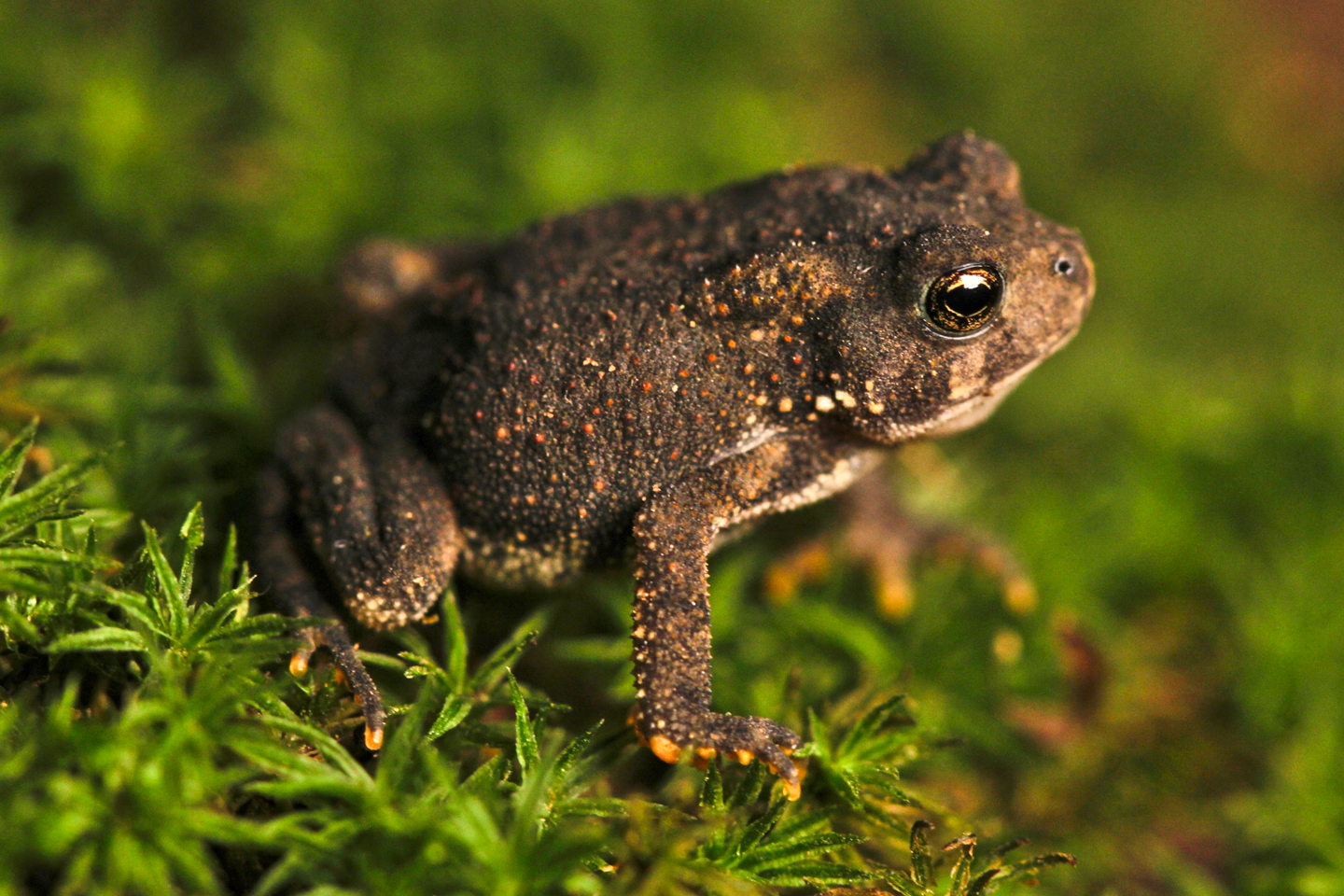 An American toad.