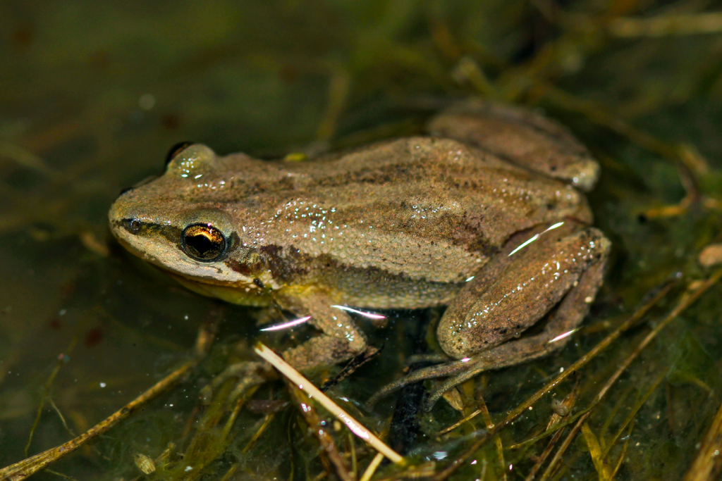 A boreal chorus frog sitting in water.