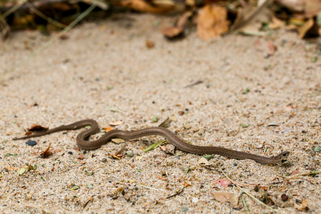 A DeKay's brown snake slithers across sand.